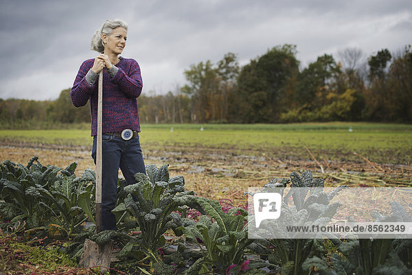 Organic Farmer at Work. A woman leaning on a hoe among a line of cabbages.