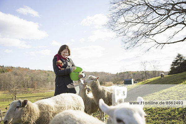 A woman with a bucket feeding the sheep at an animal sanctuary. A small group of animals.