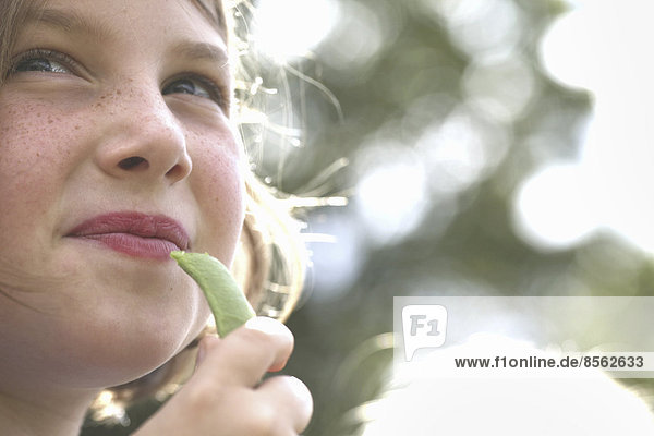A child  a young girl eating a freshly picked organic snap pea in a garden.