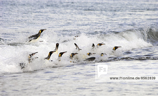 Eine Gruppe Königspinguine  die auf den Wellen an der Küste der Insel Südgeorgien springen und surfen.