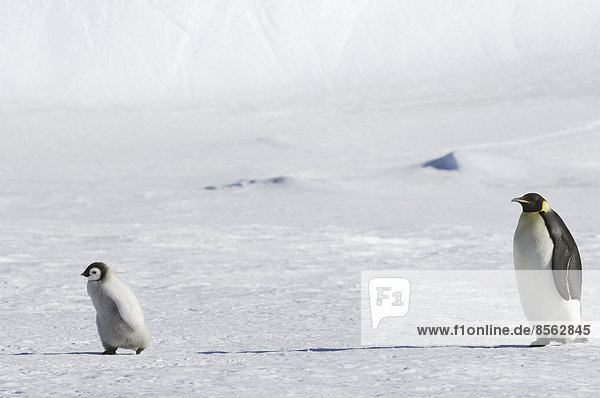 Ein erwachsener Kaiserpinguin wacht über ein Kükenbaby auf dem Eis auf Snow Hill Island. Ein erwachsener Kaiserpinguin wacht über ein Kükenbaby auf dem Eis auf Snow Hill Island.