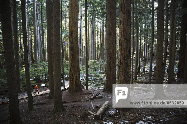 A man walking up a trail surrounded by tall trees in a thick forest near North Bend  Washington.
