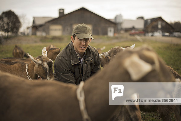 A small organic dairy farm with a mixed herd of cows and goats. Farmer working and tending to the animals.