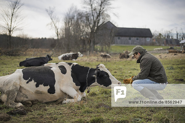A small organic dairy farm with a mixed herd of cows and goats.