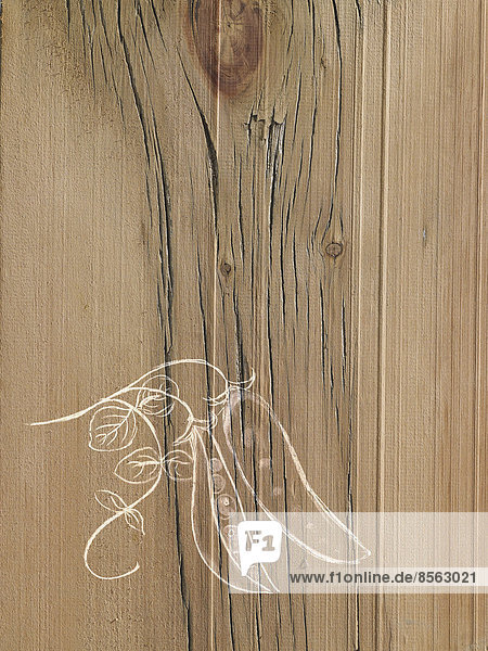 Ein Linienzeichnungsbild auf einem Hintergrund mit natürlicher Holzmaserung. Frische Erbsen in einer Schote an der Rebe.