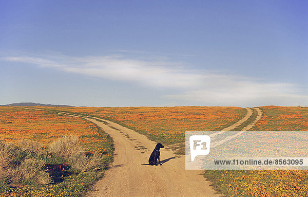 Ein schwarzer Labrador-Retriever-Hund sitzt an einer Weggabelung  wo sich der Weg teilt.