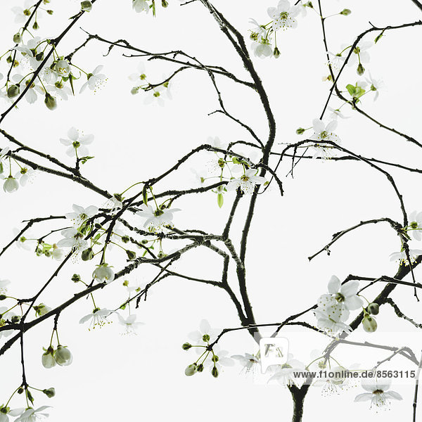Ein Apfelbaum  der im Frühling blüht und wächst. Grüne Blätter und weiße Blüte vor weißem Hintergrund. Ein Baumzweig.