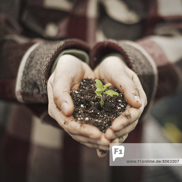 Eine Person in einem kommerziellen Gewächshaus  die einen kleinen Pflanzensetzling in Erde in ihren schalenförmigen Händen hält.