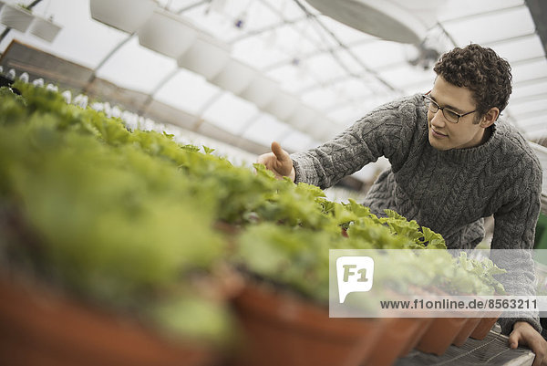 A man working in a greenhouse tending young plants in pots.