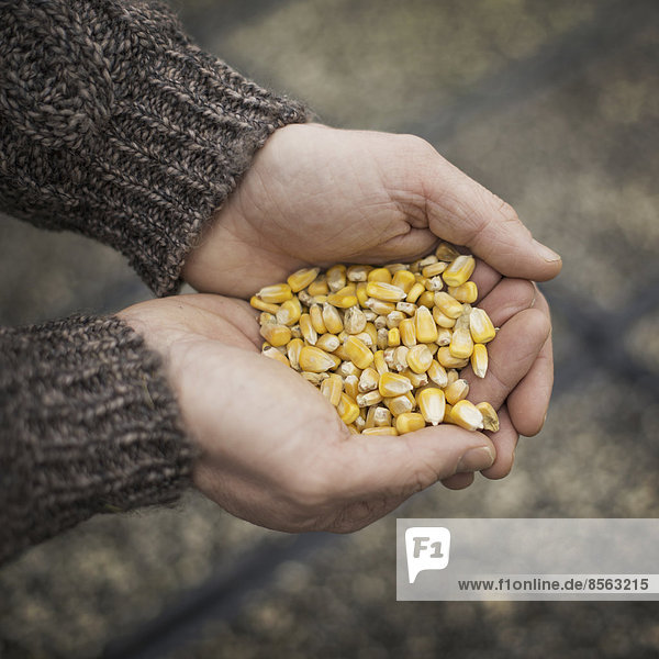 Spring Planting. A man holding a handful of plant seeds.