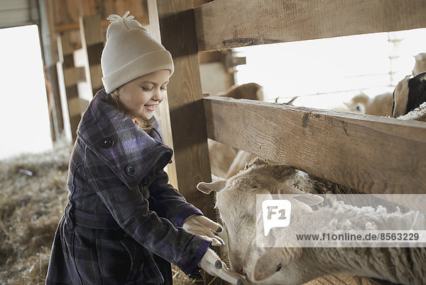 Ein Kind im Stall  das die Schafe aus der Hand fressen lässt.