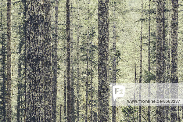Ein dichter Wald aus grünen  moosbewachsenen Bäumen alten Wuchses aus Zeder  Tanne und Schierling in einem Nationalwald in Washington  USA
