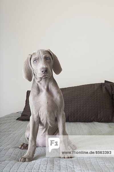 A Weimaraner puppy sitting up on a bed.