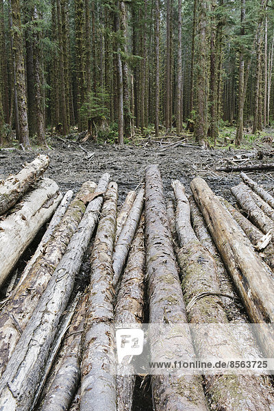 Kürzlich geschlagene Stämme der Sitka-Fichte und des westlichen Hemlocks im üppigen Regenwald der gemäßigten Breiten  Hoher Regenwald  Olympic NF