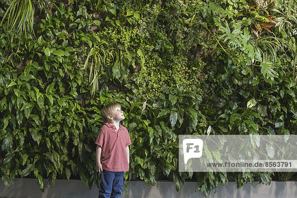 Draußen in der Stadt im Frühling. Ein urbaner Lebensstil. Ein Junge blickt auf eine Wand  die mit üppigem Laub  Farnen und leuchtend grünen Blättern bedeckt ist.