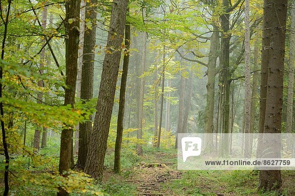 folgen  gehen  Landschaft  klein  Wald  Herbst  Bayern  Deutschland  Oberpfalz