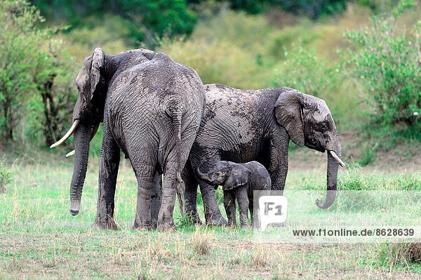 Elefant  Masai Mara National Reserve  Afrika  Kalb  Kenia  Oktober