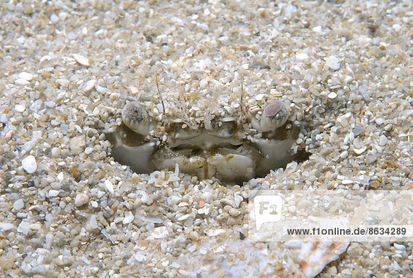 Glatte Schwimmkrabbe oder Gemeine Schwimmkrabbe (Macropipus holsatus)  Schwarzes Meer  Krim  Ukraine