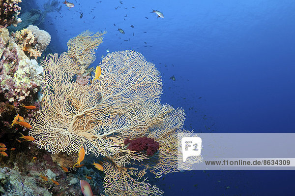 Korallenriff im Ras-Mohammed-Nationalpark  Sinai-Halbinsel  Sharm el-Sheikh  Rotes Meer  Ägypten