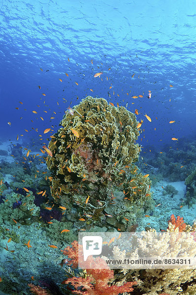 Korallenriff im Ras-Mohammed-Nationalpark  Sinai-Halbinsel  Sharm el-Sheikh  Rotes Meer  Ägypten