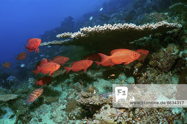 Riff-Großaugenbarsch (Priacanthus hamrur)  Rotes Meer  Ägypten