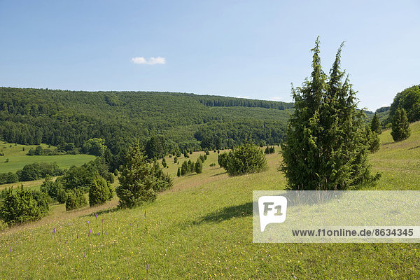 Wacholdertriften  Naturschutzgebiet Wiesenthaler Schweiz  Wiesenthal  Biosphärenreservat Rhön  Thüringen  Deutschland