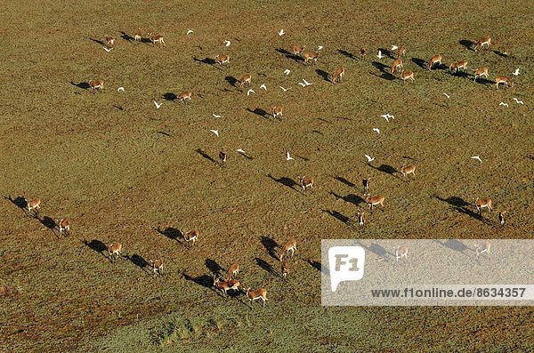 Luftaufnahme Schwarze Letschwes (Kobus leche smithemani)  Bangweulusümpfe  Luapula Province  Sambia