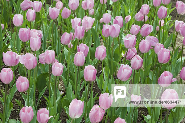 Weiß-rosa Tulpen (Tulipa)  Tulpenfestival  Ottawa  Ontario  Kanada