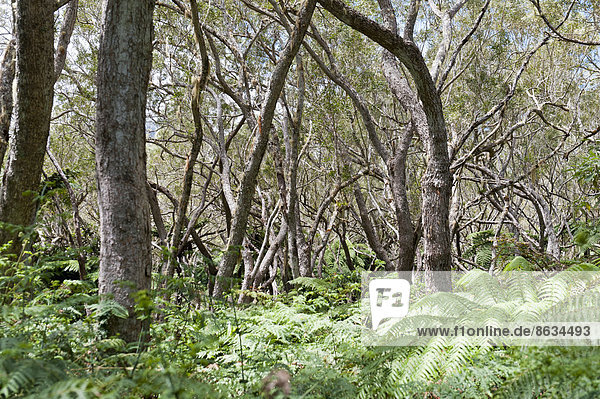 Forêt de Bélouve  tropischer Laubwald mit Berg-Tamarinden (Acacia heterophylla) und Farnen  bei Hell-Bourg  französisches Übersee-Département La Réunion
