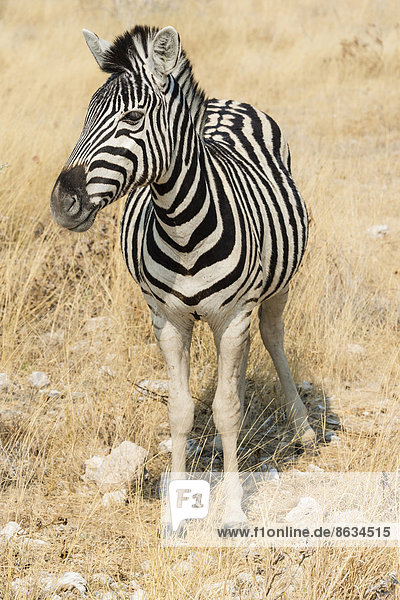 Zebra im Buschland  Burchell-Zebra (Equus quagga burchelli)  Etosha-Nationalpark  Namibia