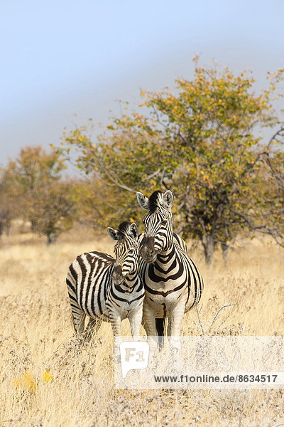 Zwei Zebras  Mutter und Fohlen stehen nebeneinander im trockenen Buschland  Burchell-Zebra (Equus quagga burchelli)  Etosha-Nationalpark  Namibia
