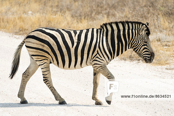 Zebra überquert die Straße  Burchell-Zebra (Equus quagga burchelli)  Etosha-Nationalpark  Namibia