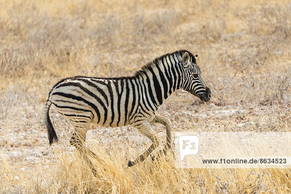 Junges Zebra läuft durch trockenes Gras  Burchell-Zebra (Equus quagga burchelli)  Etosha-Nationalpark  Namibia