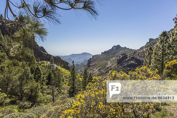 Kanarischer Drüsenginster (Adenocarpus)  Berglandschaft  Aussicht vom Wanderweg zum Roque Nublo  Gran Canaria  Kanarische Inseln  Spanien