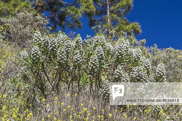 Weißer Gran Canaria Natternkopf  Tajinaste (Echium decaisnei)  Gran Canaria  Kanarische Inseln  Spanien