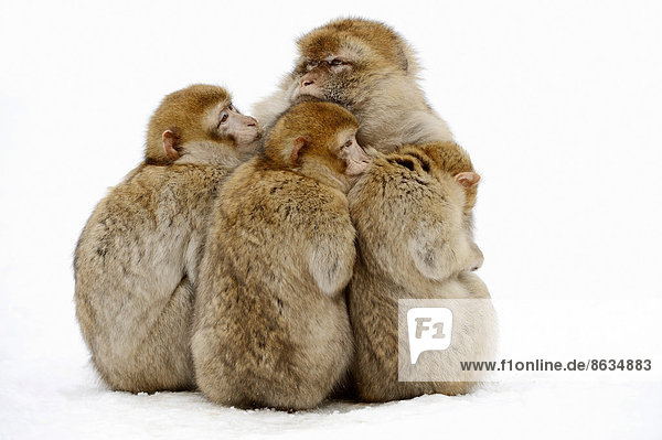 Berberaffe (Macaca sylvanus) Weibchen mit Jungtieren im Schnee Vorkommen in Marokko Algerien und auf Gibraltar captive Deutschland