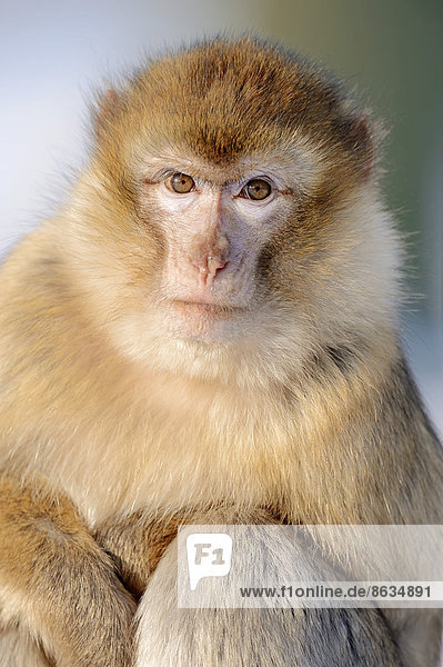 Berberaffe (Macaca sylvanus) im Winter Vorkommen in Marokko Algerien und auf Gibraltar captive Deutschland