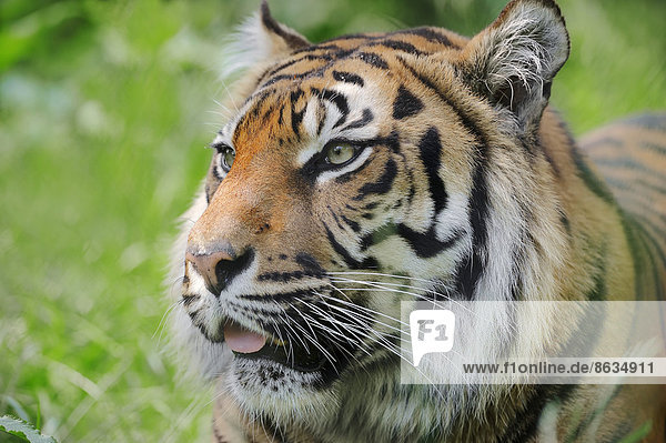 Sumatra-Tiger (Panthera tigris sumatrae Panthera sumatrae) Portrait Vorkommen auf Sumatra captive Deutschland
