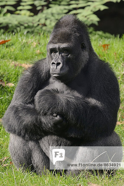 Westlicher Flachlandgorilla (Gorilla gorilla gorilla) Männchen Silberrücken Vorkommen in Afrika captive Niederlande