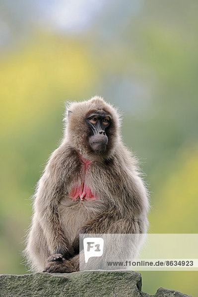 Dschelada (Theropithecus gelada) Weibchen Vorkommen in Äthiopien captive Deutschland