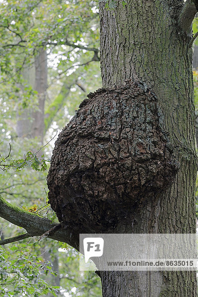 Stieleiche oder Sommereiche (Quercus robur Quercus pedunculata) Wucherung am Stamm Nordrhein-Westfalen Deutschland