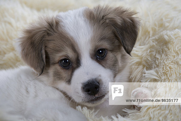 Jack Russell Terrier-Mix  Welpe