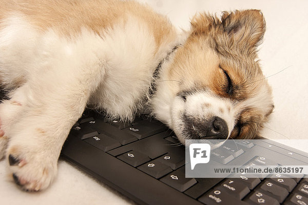 Welpe schläft auf Tastatur