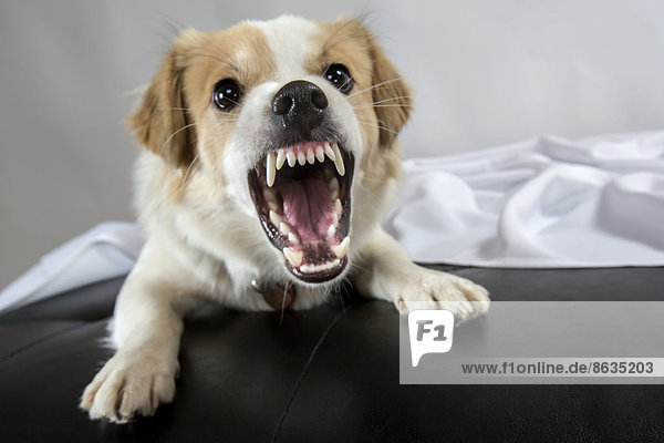 Jack Russell Terrier-Mix fletscht die Zähne