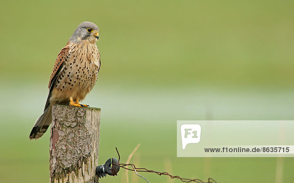Turmfalke (Falco tinnunculus)  Männchen sitzt auf einem Pfosten  Amrum  Nordfriesische Inseln  Schleswig-Holstein  Deutschland