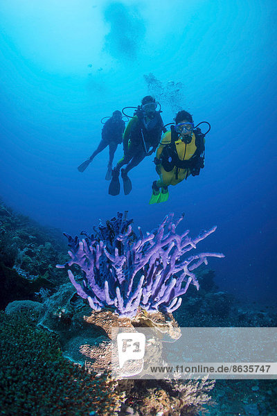 Drei Taucher beobachten einen Schwamm (Demospongiae) im Riff  Philippinen