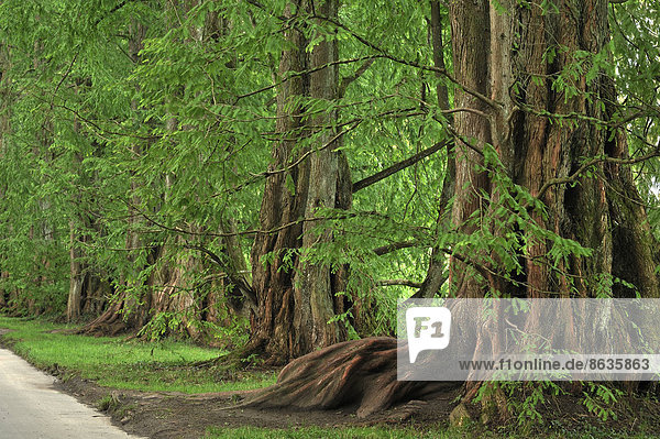 Allee mit Urweltmammutbäumen (Metasequoia glyptostroboides)  Mainau  Baden-Württemberg  Deutschland