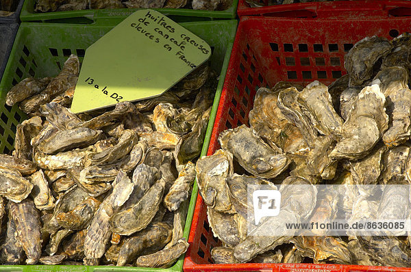 Frische Cancale-Austern zum Verkauf  Cancale  Bretagne  Frankreich