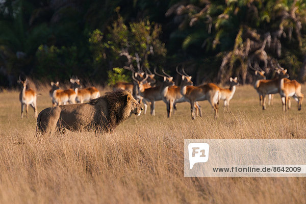 Afrikanischer Löwe und Letschwe  Duba-Ebene  Botswana