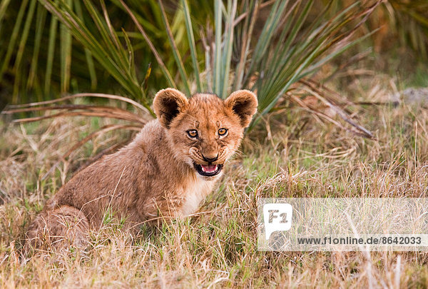 Afrikanisches Löwenjunges  Botswana